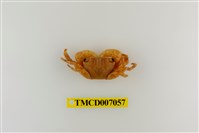 藏品(褶痕厚紋蟹)的圖片